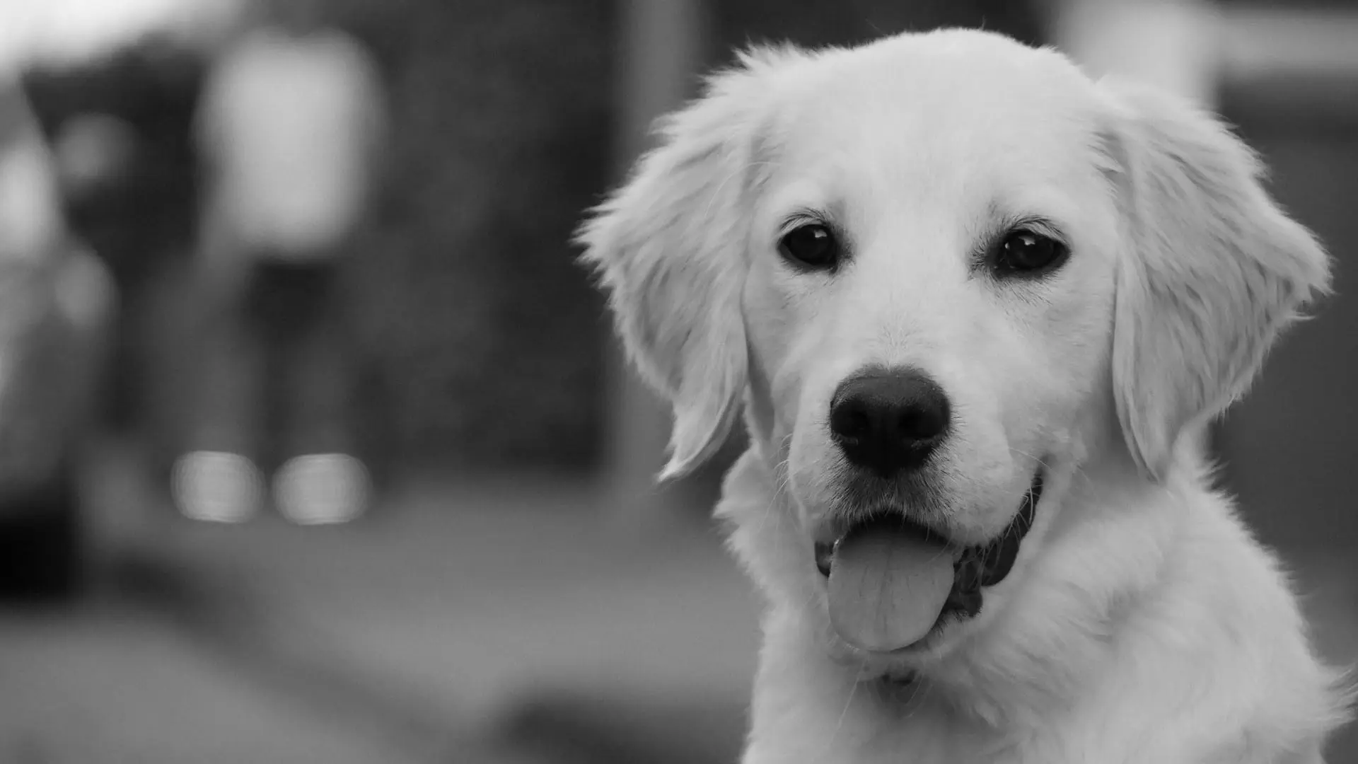 Pension canine Ma Pension Câline